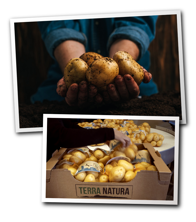 patates-corsses-agriculture